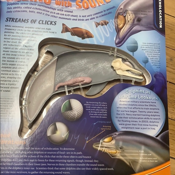 🏷️ Uncover Dolphin 3D Model Learning Book - Picture 5 of 7